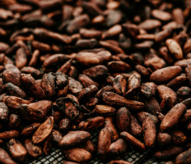 Cacao