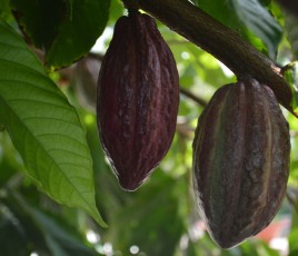 Cacao
