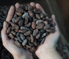 Fèves de cacao