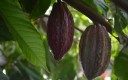 Cacao