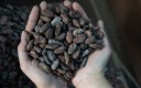 Fèves de cacao